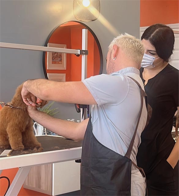Pet Grooming Academy in Hollywood Florida