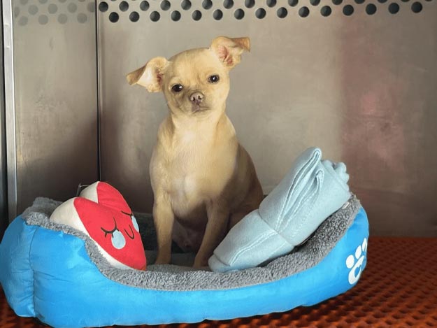 Pet Hotel - Hollywood Florida