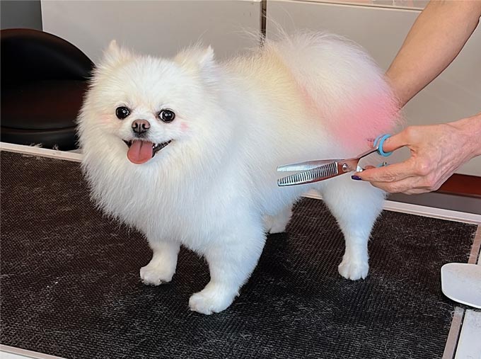 Tail Waggers Pet Grooming Hollywood Florida